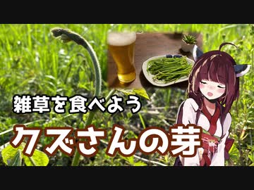 【思い切って野草を食べてみよう】#13 クズさんの芽で「おひたし」！