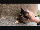 防波堤で寝ていたサビ猫に近づいてナデナデしたら懐いてきてカワイイ