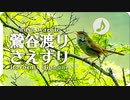 ウグイスの鳴き声02　さえずりと谷渡り捕食しながら