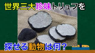 (雑学)世界三大珍味トリュフを探せる動物は何？(トリビア)