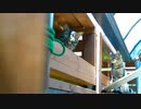 今日のSFA【蒼民家の猫々】
