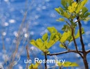 【鏡音リン】「Blue Rosemary」（short ver）（作詞・作曲yuu）