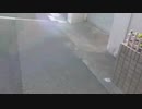行列　さんまSP　準備！/らじこ　Free　Talk　NATIVE
