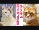 緊迫の対面！元ボス猫vs美少年オス三毛猫