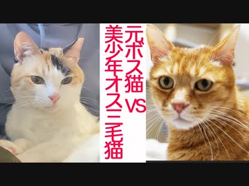 緊迫の対面！元ボス猫vs美少年オス三毛猫
