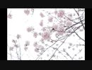 【歌ってみた】福山雅治/桜坂/　ピアノ弾き語り(Cover by V.M.S)