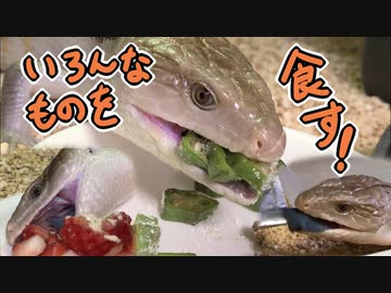 アオジタトカゲの食事風景