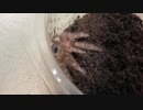 [閉まるドアに]タランチュラ飼育日記その１６４[スライディング滑り込み]
