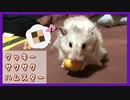【癒し】はじめてクッキー(小動物用)を食べるハムスター【ふわたん】