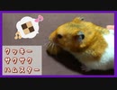【癒し】はじめてクッキー(小動物用)を食べるハムスター【コル】