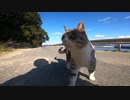 猫島の猫達が一匹の魚をめぐって喧嘩をしていたが、カメラを向けると次第に落ち着きモフらせてくれた