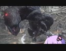【DARKSOULSⅢ】SL1無強化カンスト一人旅　その1【VOICEROID実況】