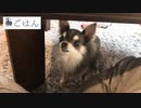 ごはんが欲しいときのおねだり
