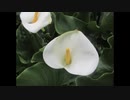 ２０２１年４月２２日　ho散歩　中深川
