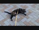 2021/04/23放送【21日目 あずにゃんぽゴロンで喜びを表現（猫散歩）】猫と車中泊　日本縦断　サイコロの旅　北海道にたどり着けるか？【旅猫あずき～保護猫から旅猫へ～】