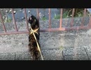 2021/04/24放送【22日目 あずにゃんぽ今日もゴロンで喜びを表現（猫散歩）】猫と車中泊　日本縦断　サイコロの旅　北海道にたどり着けるか？【旅猫あずき～保護猫から旅猫へ～】
