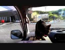 2021/04/24放送【22日目 東京 朝の車中で日向ぼっこあずにゃん】猫と車中泊　日本縦断　サイコロの旅　北海道にたどり着けるか？【旅猫あずき～保護猫から旅猫へ～】