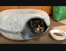 2021/04/24放送【22日目 東京リスナー様宅での借りてきた猫状態のあずにゃん＆先住猫さん】猫と車中泊　日本縦断　サイコロの旅　北海道にたどり着けるか？【旅猫あずき～保護猫から旅猫へ～】