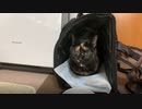 2021/04/25放送【23日目 東京リスナー様宅で一晩明けても借りてきた猫＆ちょこっと先住猫さん】猫と車中泊　日本縦断　サイコロの旅　北海道にたどり着けるか？【旅猫あずき～保護猫から旅猫へ～】