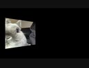 YouTubeやってます。チャンネル名　森研究所ch
