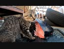 マグロの頭に苦戦する野良子猫【その２】別角度