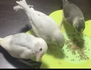 一人餌練習中