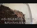 [今日のは怠惰]タランチュラ飼育日記その１６５[体調管理は大人の嗜み]