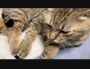 微妙なタタルさん　＃229