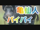 【第五人格】Q戦慄の竜巻 亀仙人バイバイ！【野人モウロ】【機械技師トレイシー】【血の女王マリー】【探鉱者ノートン】【調香師ウィラ】【IdentityV】【第5人格】【dbd】