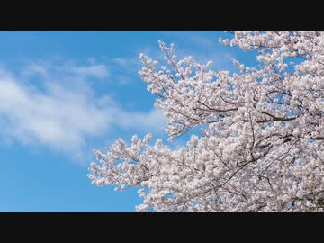 【歌ってみた】桜色舞うころ【ちうこ】