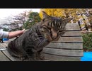 公園のベンチでくつろぐサバトラ猫がモフらせてくれた