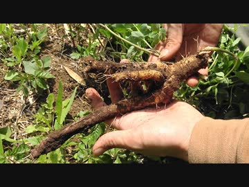 【自然を食べよう！】山菜の鹿肉巻き　1/4