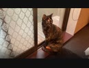 2021/04/25放送【23日目 東京 別のリスナー様宅のあずにゃんは！？】猫と車中泊　日本縦断　サイコロの旅　北海道にたどり着けるか？【旅猫あずき～保護猫から旅猫へ～】