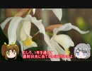 【ゆるふわ植物日記#12】セロジネ・インターメディアの育て方【植物解説】
