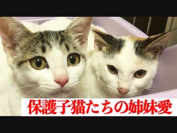 保護子猫ズ、溢れる姉妹愛を見せる