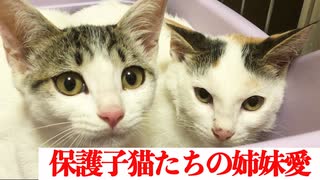 保護子猫ズ、溢れる姉妹愛を見せる