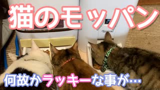 猫のモッパン 食べてる途中で子猫にラッキーな事が・・・