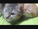 拾いねこ＠生後3218/3185日目　今日もしっかり可愛い。