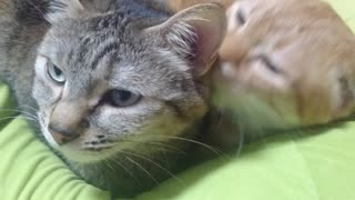 拾いねこ＠生後3218/3185日目　今日もしっかり可愛い。