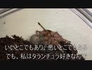 [弱回復]タランチュラ飼育日記その１６６[ホイミくらい]