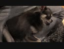 ただ寝ているだけの動画なのになぜこんなに癒されるのだ!?