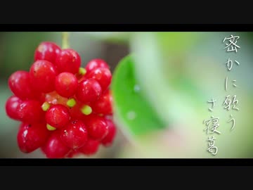 【ニコニコメドレー】密かに願うさ寝葛