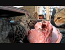 三姉妹末っ子の食べ方がすごい！鮪の骨に果敢に挑戦する子猫野良猫【その４】別角度