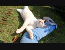 公園にいた野良猫に近づいたらモフられにくる姿が可愛すぎる