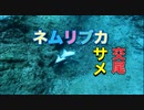 サメの交尾シーン！ネムリブカ