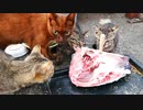 母猫参戦 野良猫最強マグロ女子 vs 魚の王者鮪【その５】