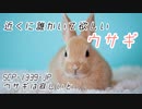【ゆっくり紹介】SCP-1339-JP/ウサギは寂しいと【しんりん】