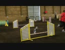 ミニチュアシュナウザーのアジリティ（優勝その５）