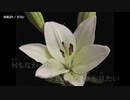 【ニコカラ】空洞より【offvocal】