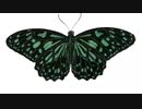 Butterflies Insects In Stop Motion Mode Animation　浦谷翔馬